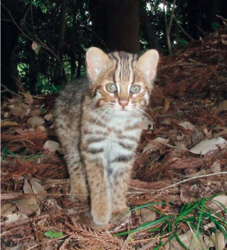 国内希少野⽣動植物種ツシマヤマネコ