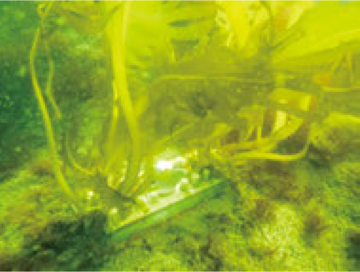 生育したワカメ