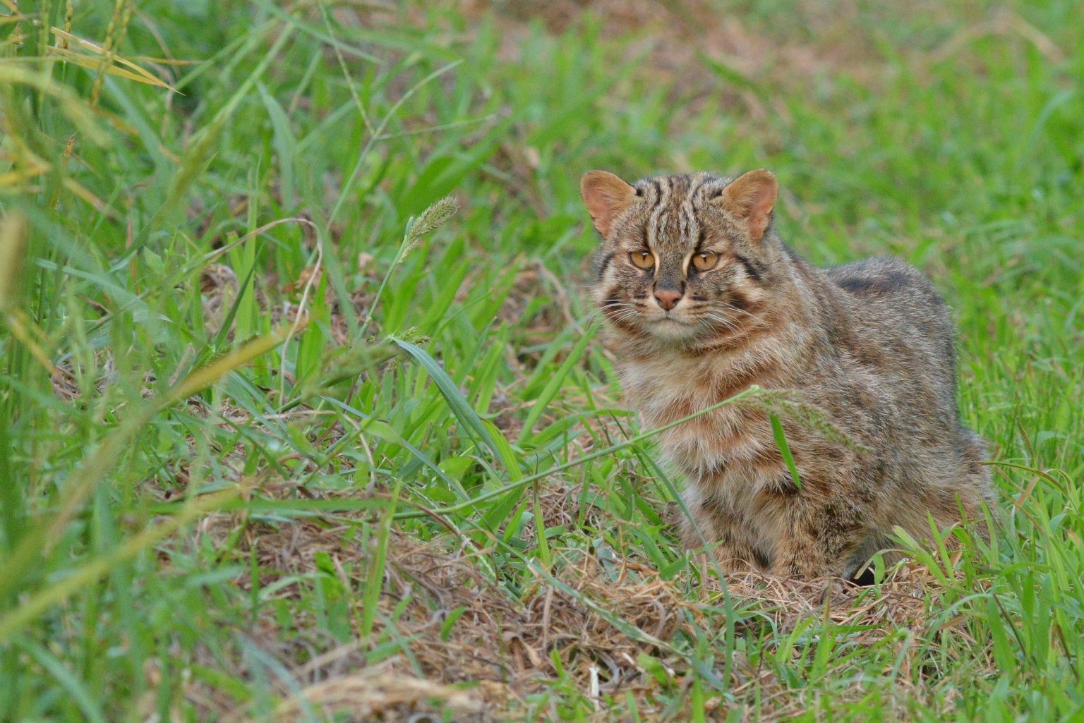 「生物多様性のための30 by 30アライアンス」に参加 | 住友大阪セメント