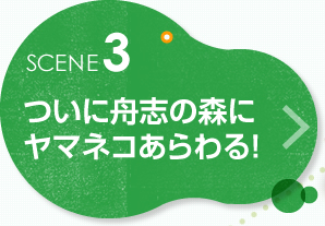 ついに舟志の森にヤマネコあらわる!